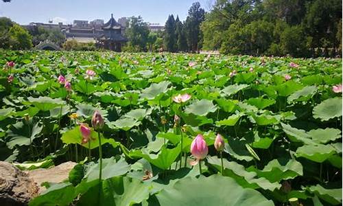 古莲花池简介_古莲花池