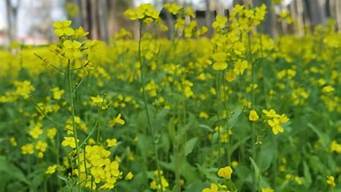 忠仑公园油菜花在哪_忠仑公园油菜花在哪里